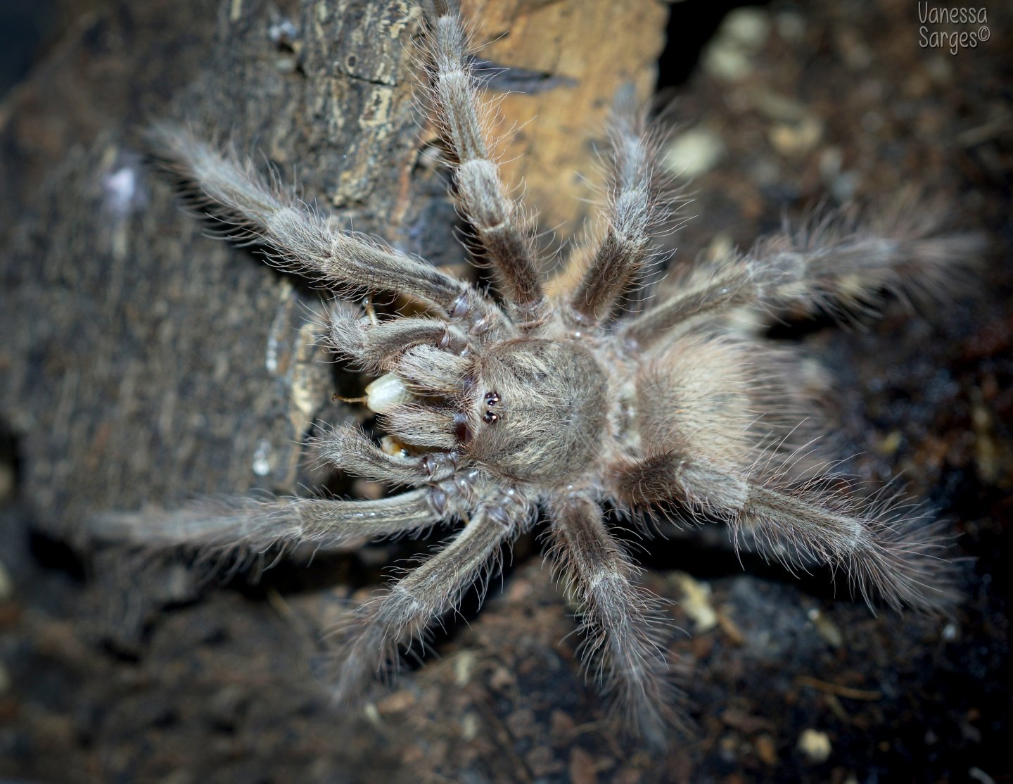 Nhandu tripepii Juvenile Male ~3"