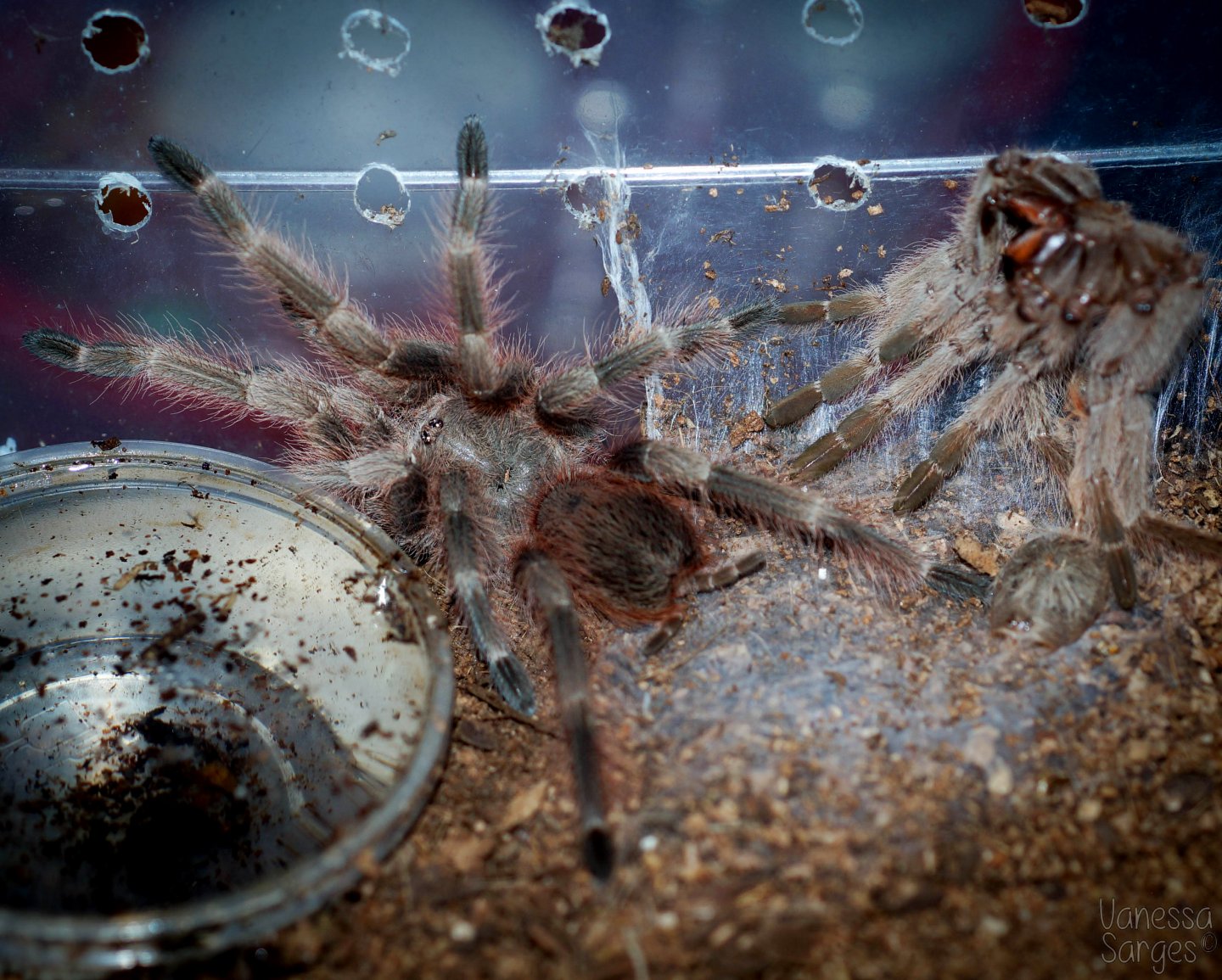 Nhandu tripepii Juvenile Male