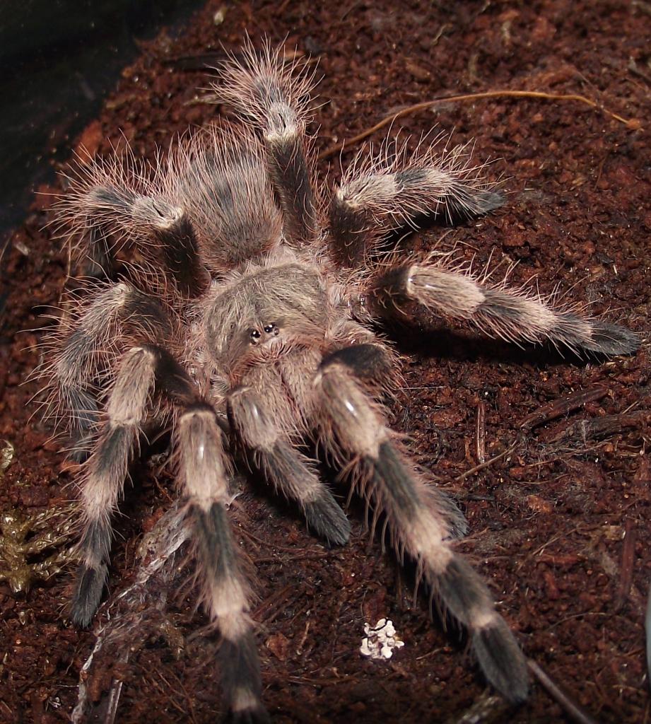 Nhandu tripepii juvie ("N. vulpinus")