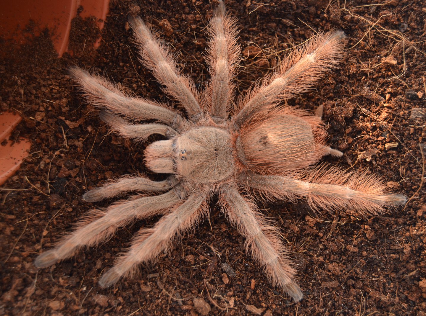 Nhandu tripepii subadult 0,1.JPG