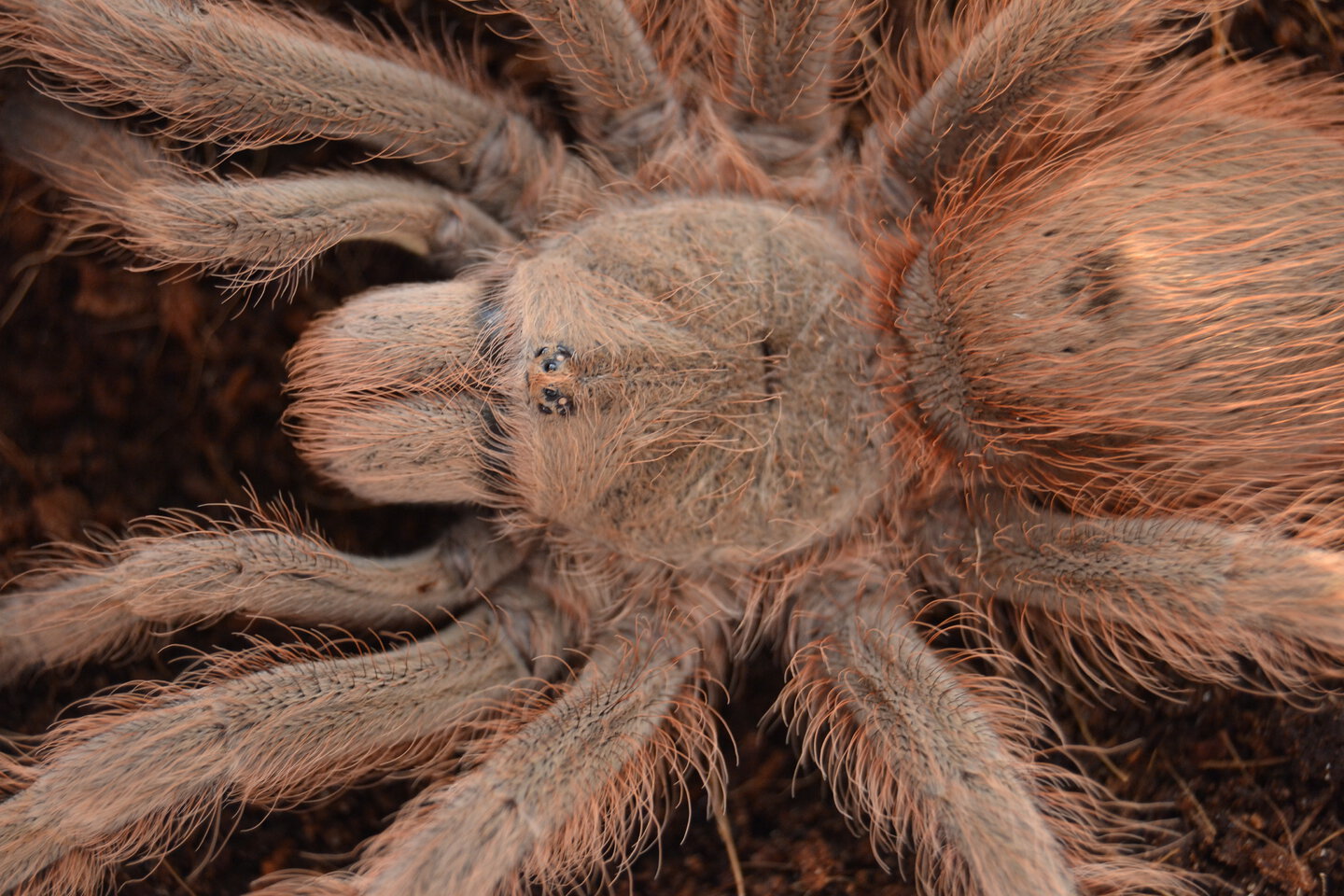 Nhandu tripepii subadult female detail.JPG
