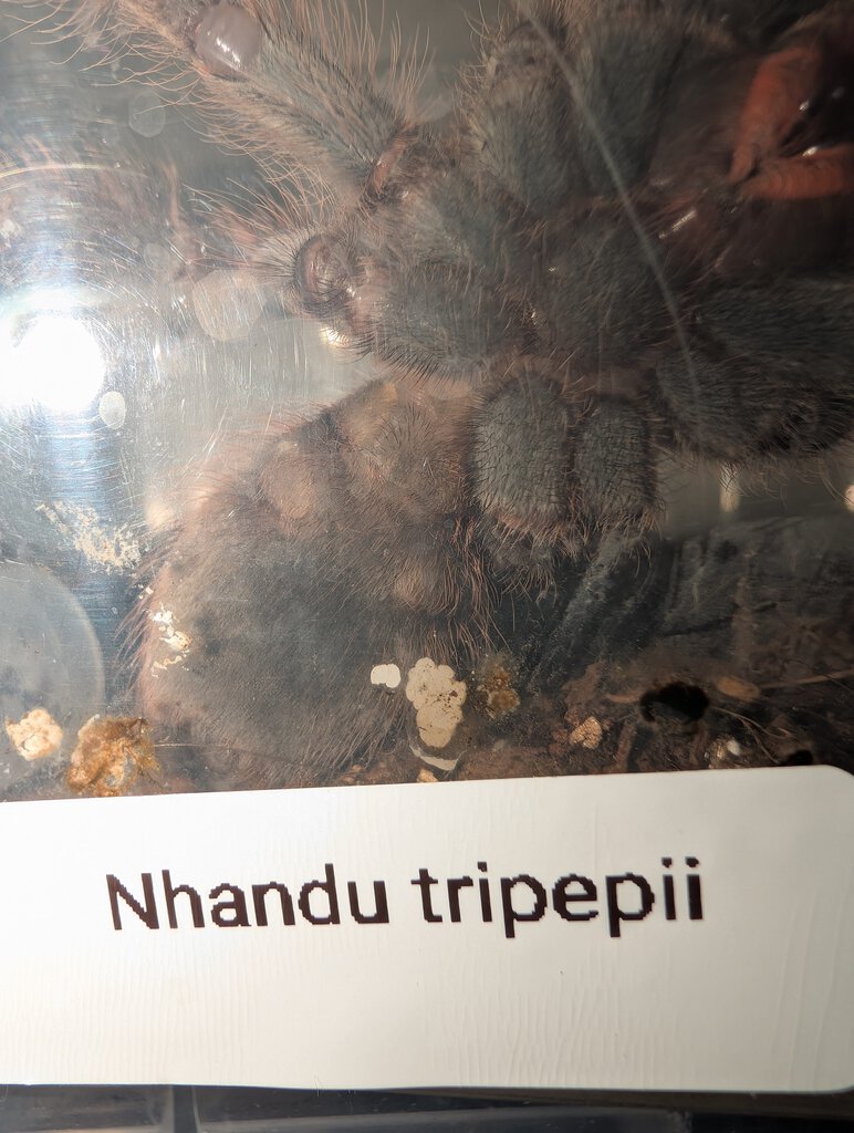 Nhandu Tripepii Ventral