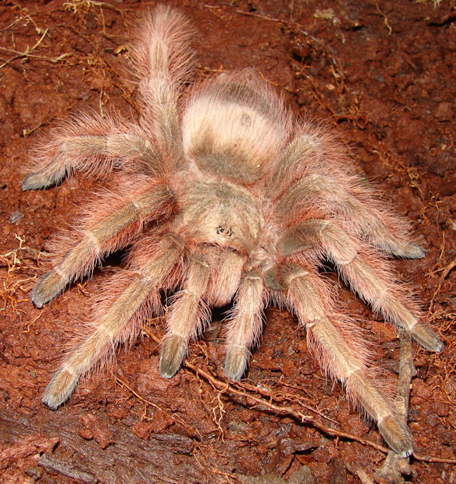 Nhandu vulpinis female