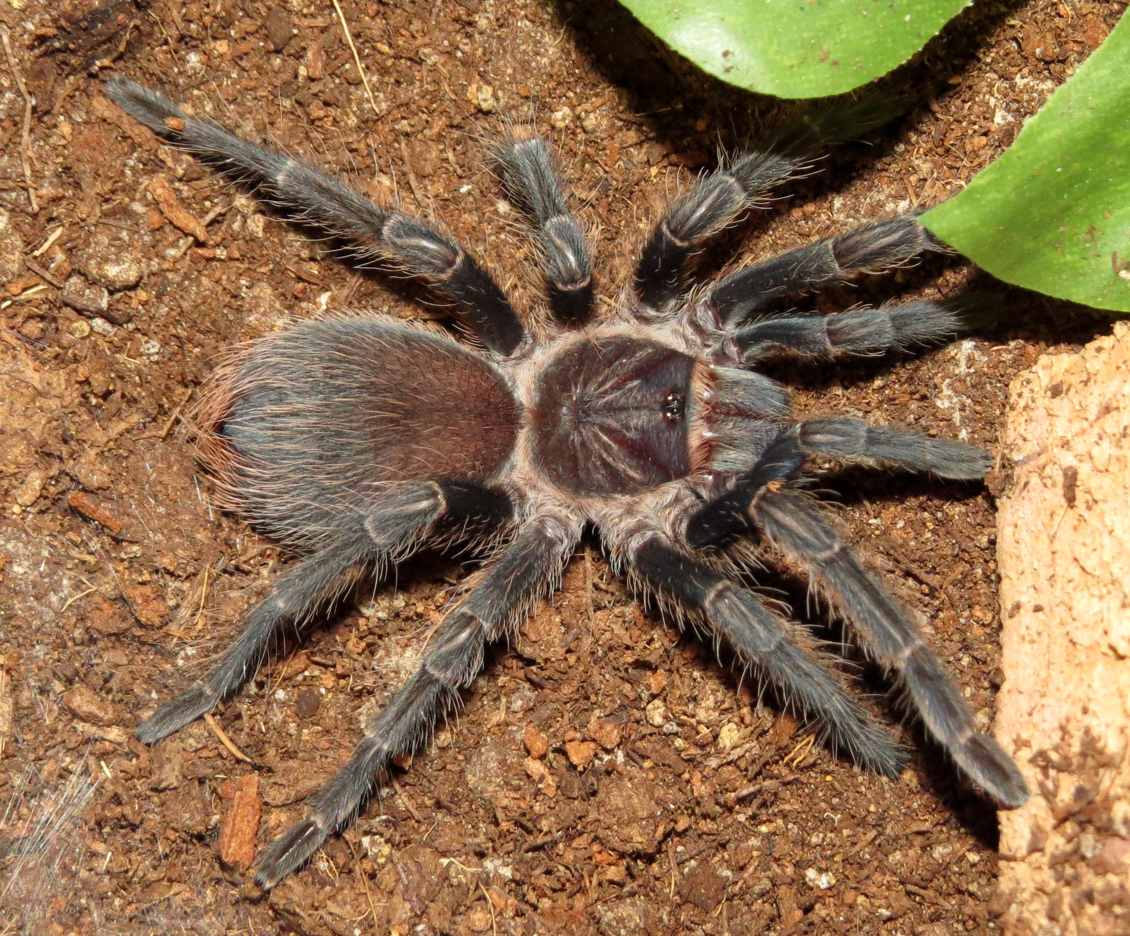 Ni (♀ Phormictopus sp. "south Hispaniola" 3"+)