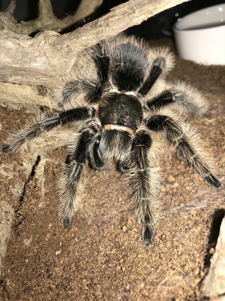 Nic or Hobby? (Mature Female B. albo)