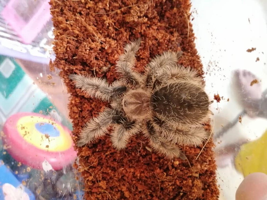 Nicaragua/Honduran? (Brachypelma Albopilosum - Curly Hair)