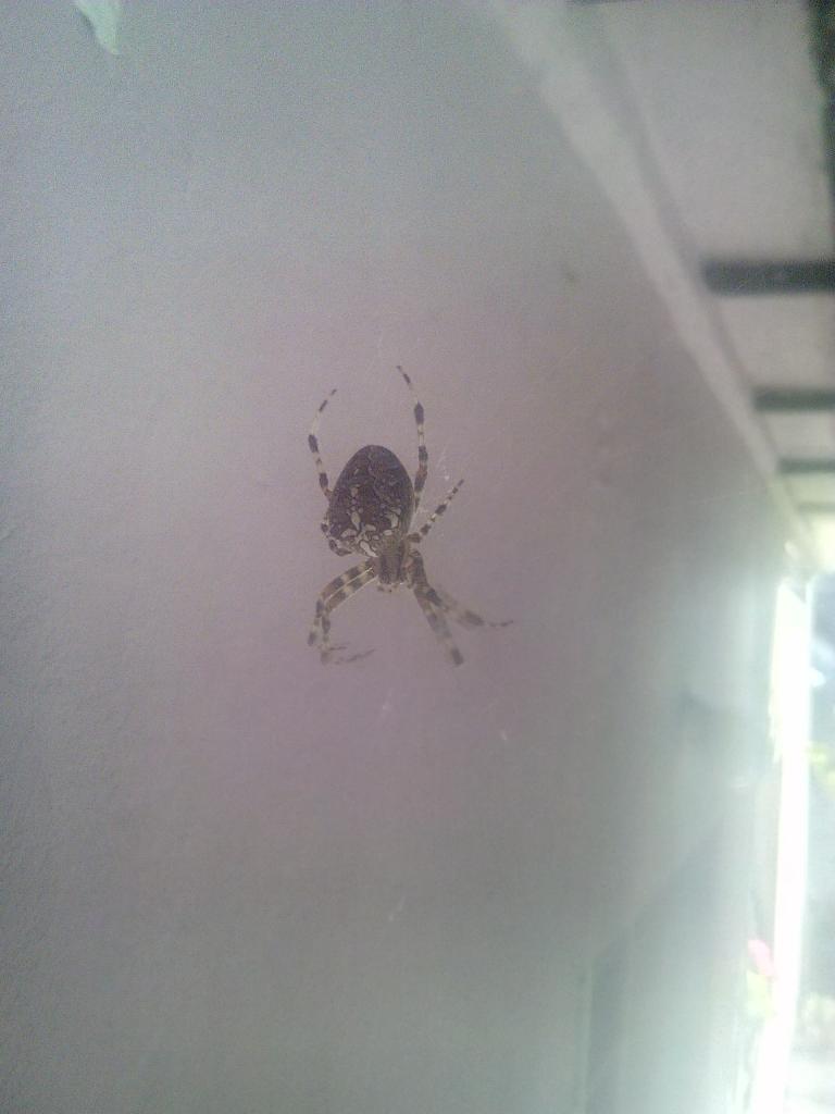 Nice looking spider