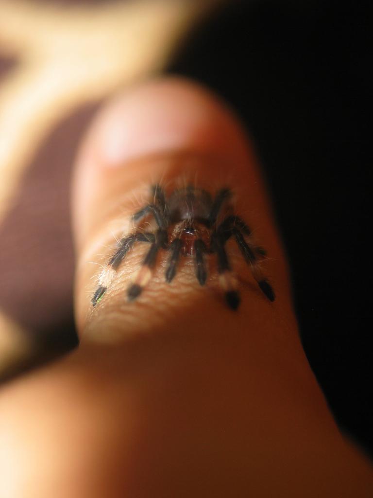 Nike (P. irminia)