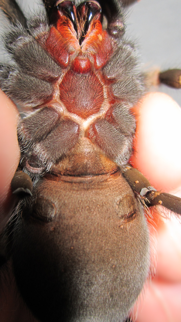 No:1 Brachypelma smithi male or female