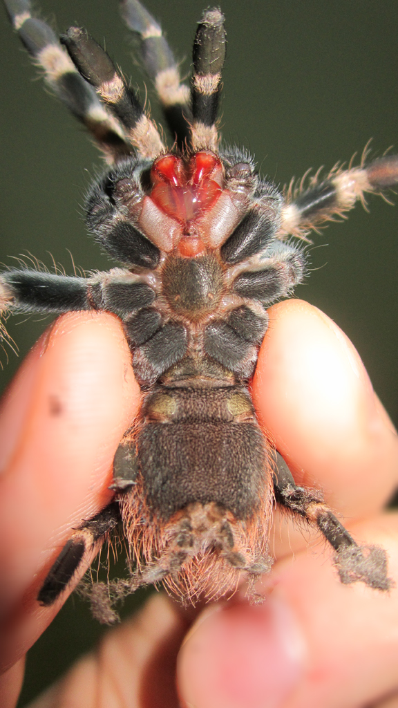 No:1 Nhandu chromatus male or female