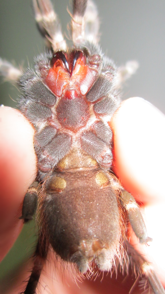 No:2 Nhandu chromatus male or female