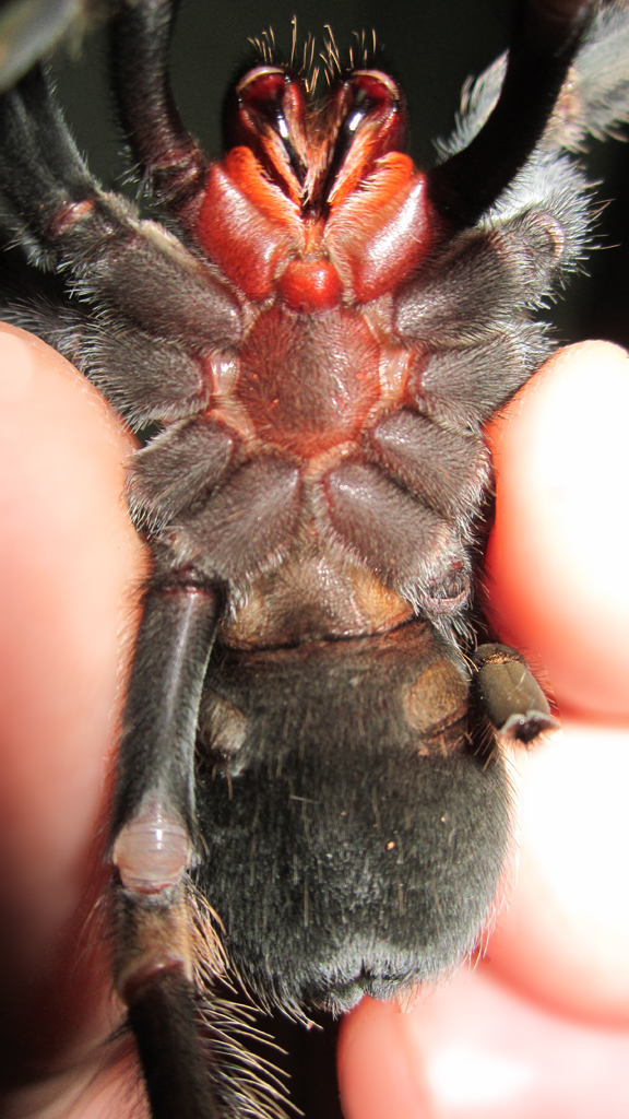 No:3 Brachypelma smithi male or female