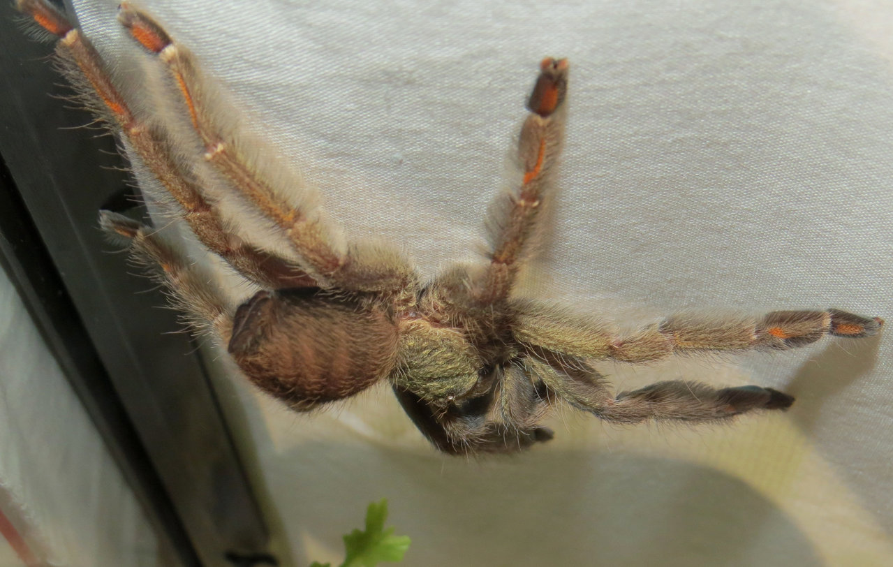 No Coward Soul Is Hers (♀ Psalmopoeus cambridgei 3.75")