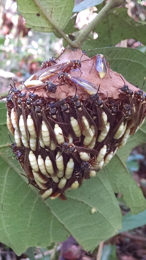 Nocturnal wasps, Belize