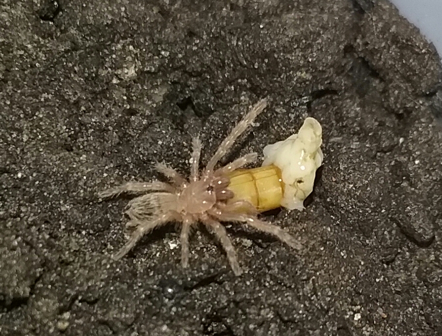 nom nom (Nhandu chromatus)