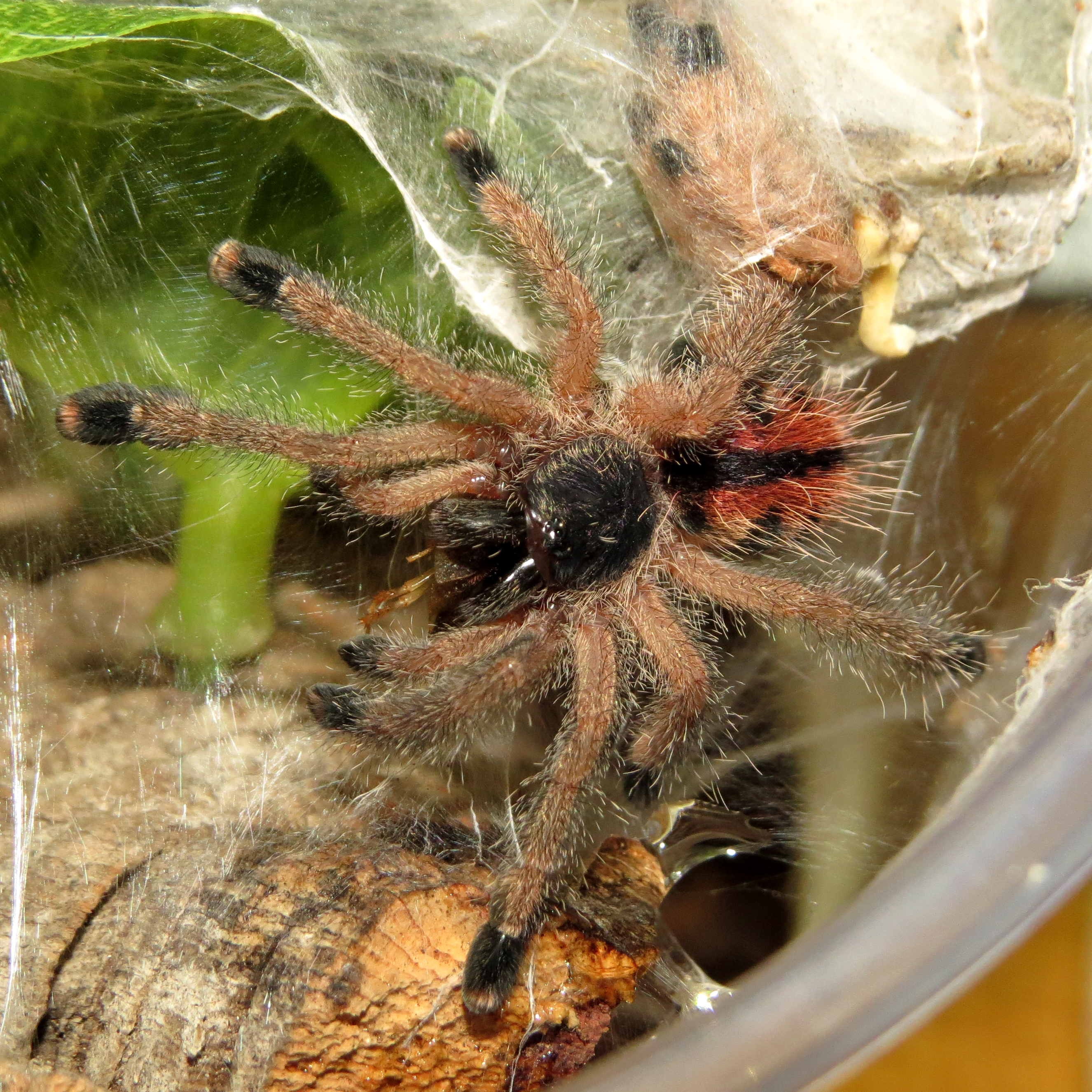 Noms (♀ Avicularia avicularia 1.25")