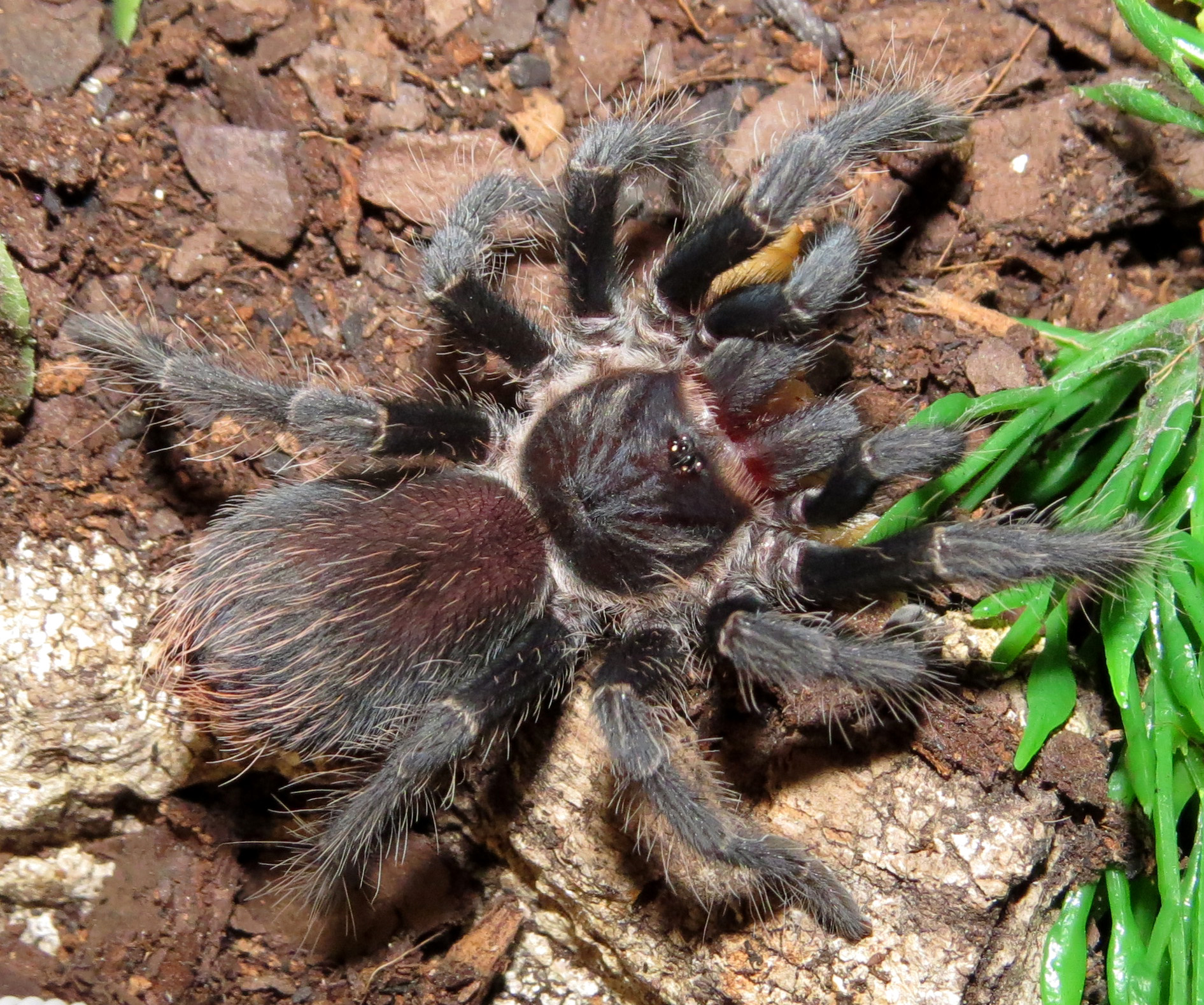 Noms for Ni (♀ Phormictopus sp. "south Hispaniola" 2")