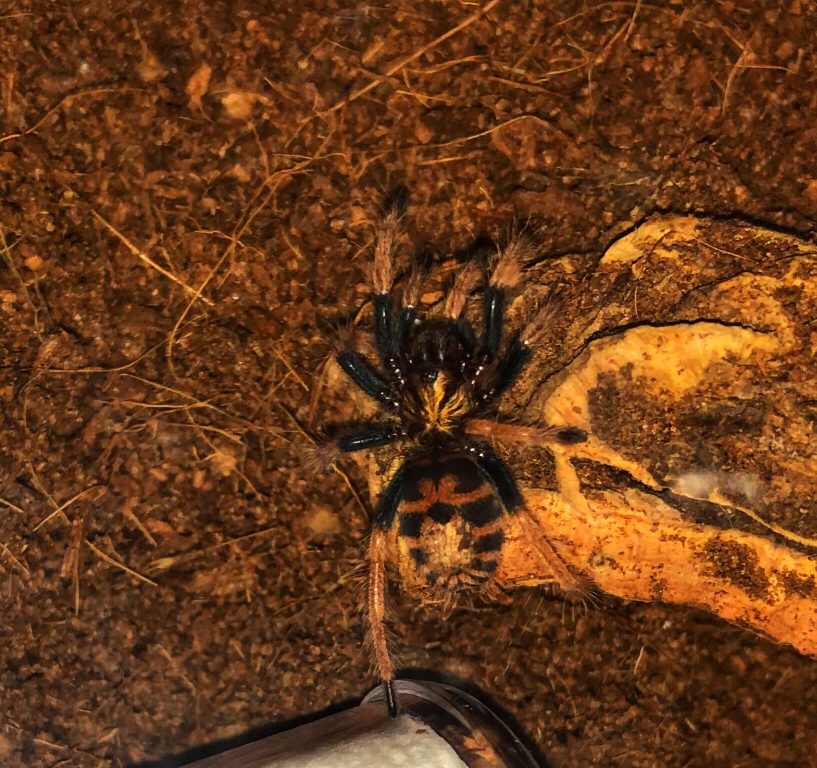 Nona - Chromatopelma cyaneopubescens