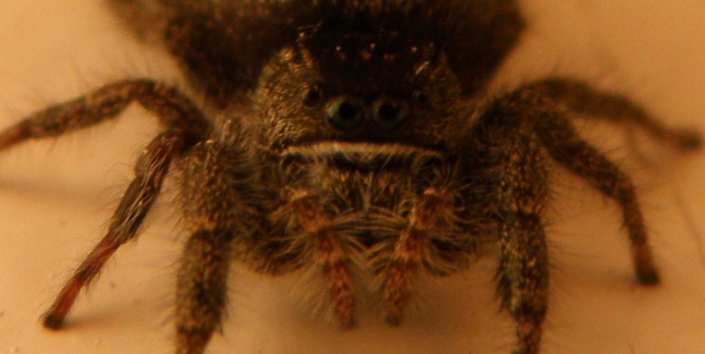 North American House Spider