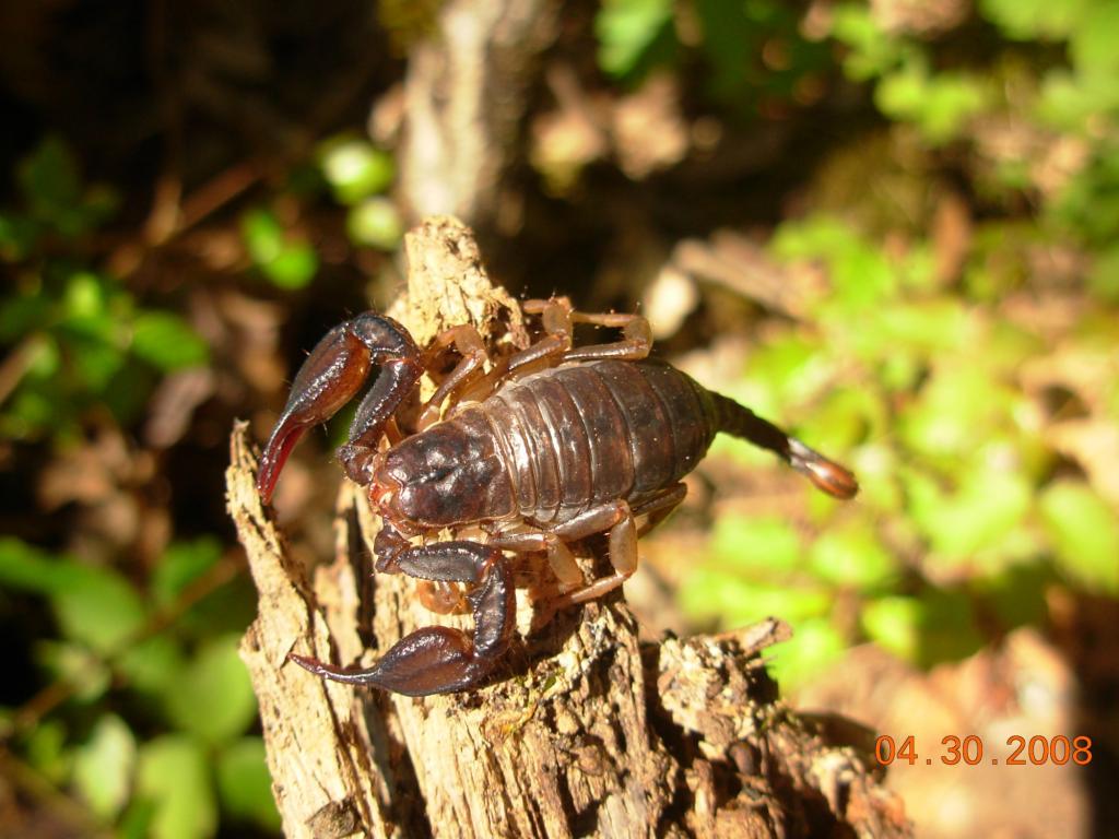 Northern Scorpion? (Paruroctonus boreus)