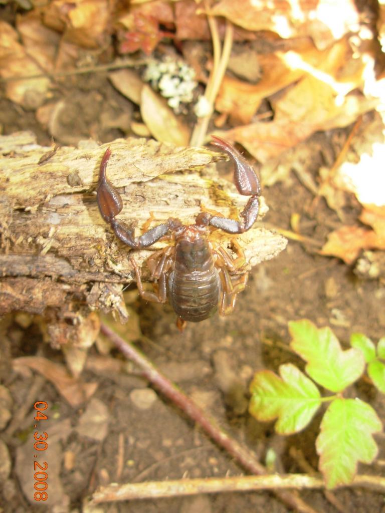 Northern Scorpion?