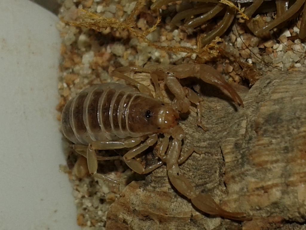 Northern Scorpion