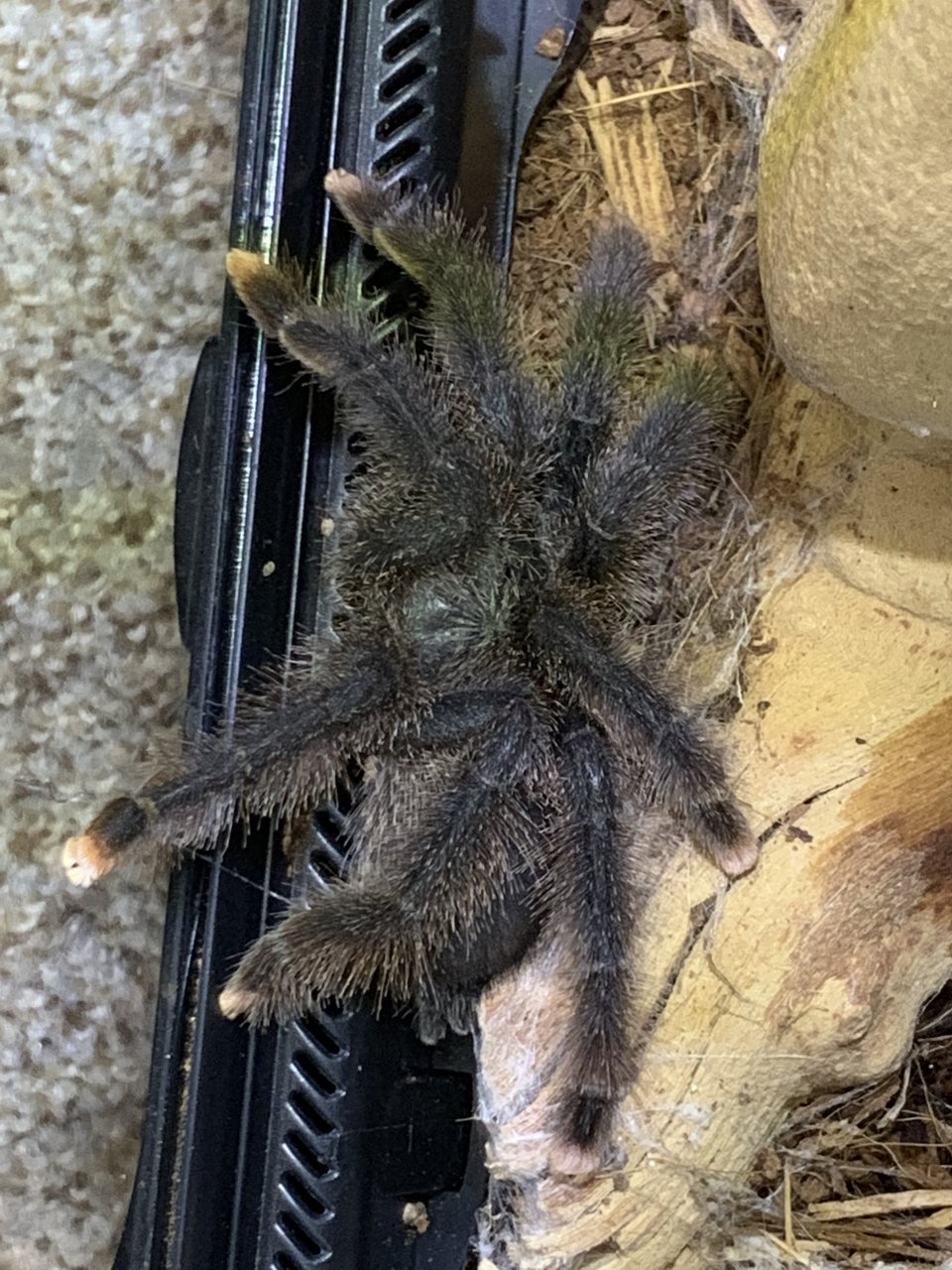 Not a great place to molt at all. Avicularia M1