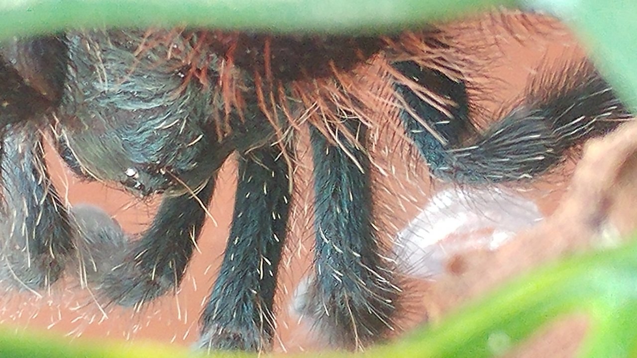 Not just black with pink toes