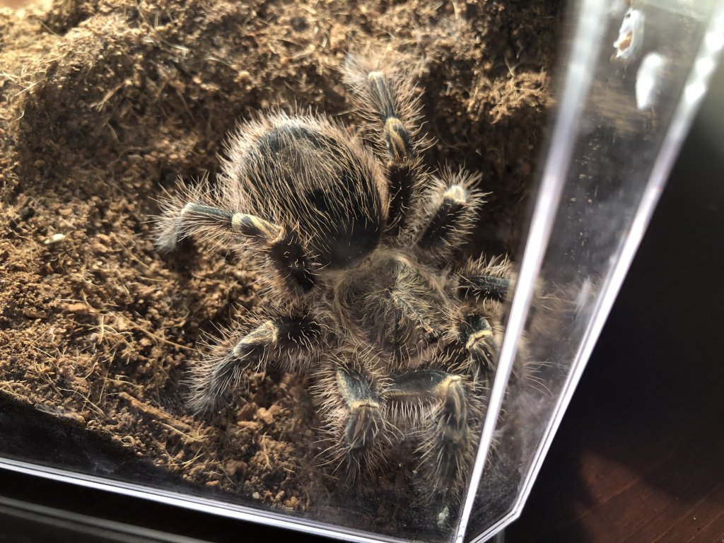 Not premolt just fat Arachnoboards