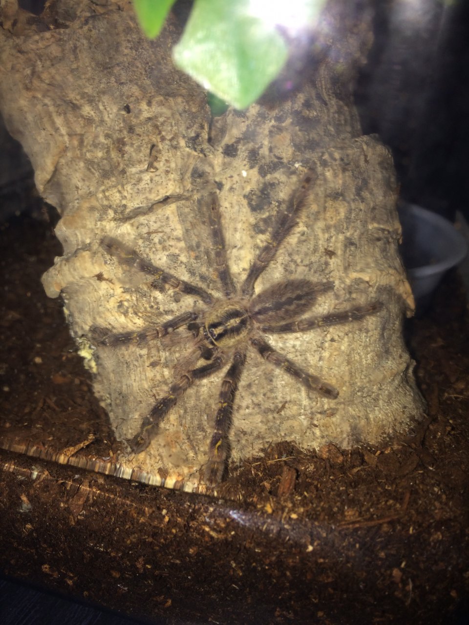 (Not So) Suspect Female P. ornata