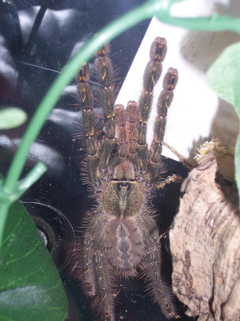 Not sure what Poecilothera sp this is