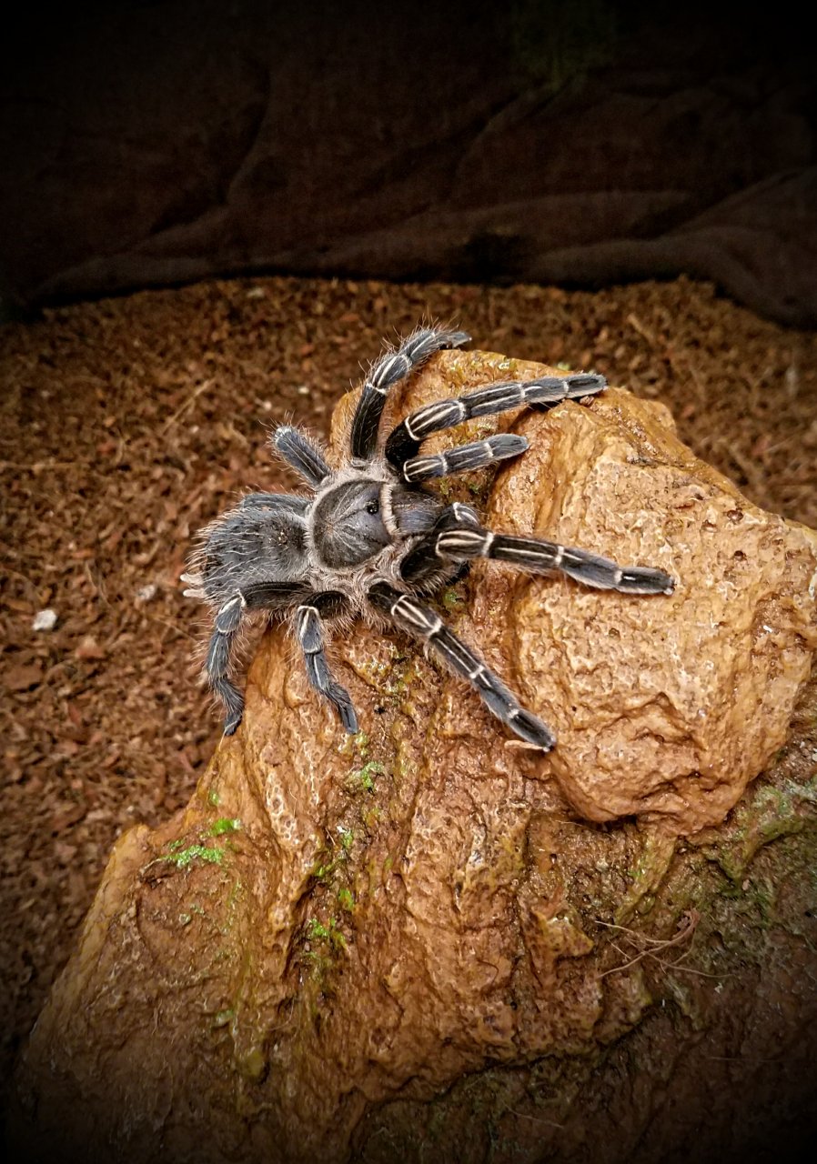 Numina, my Aphonopelma seemani