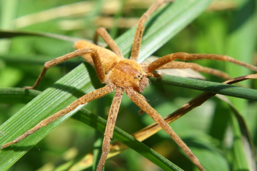 Nursery Web spider