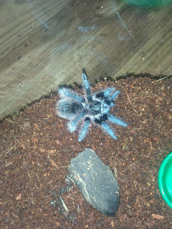 Nyia brachypelma albopilosum