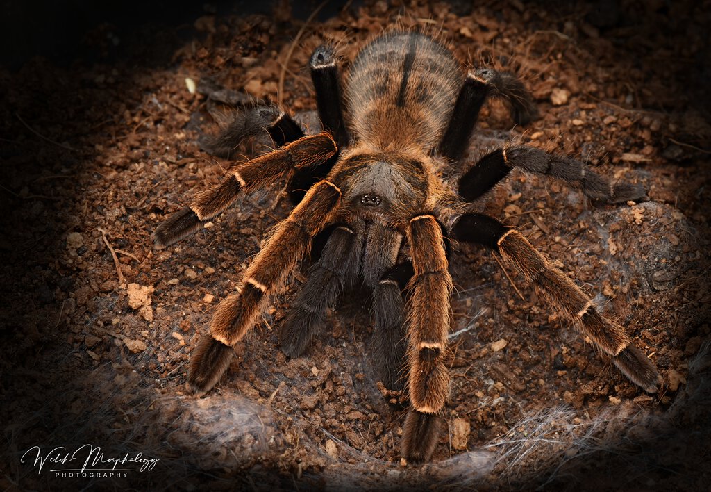 O.aureotibialis | Arachnoboards