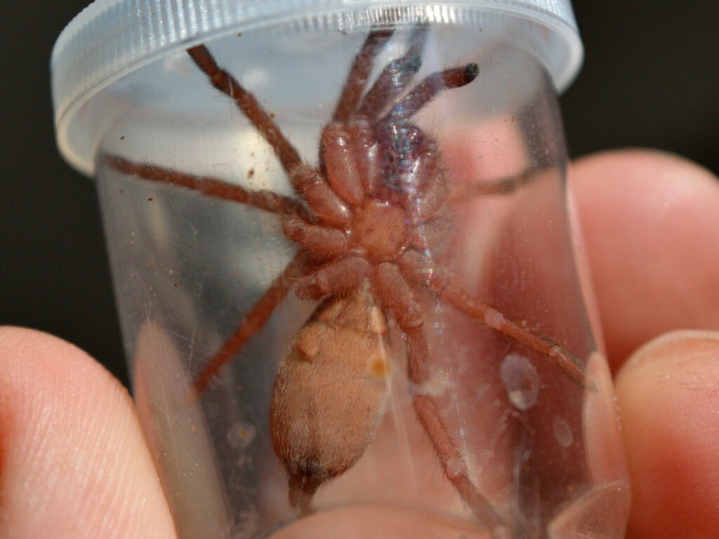 O. philippinus, 3rd shot (this time freshly molted, around 2 inches DLS