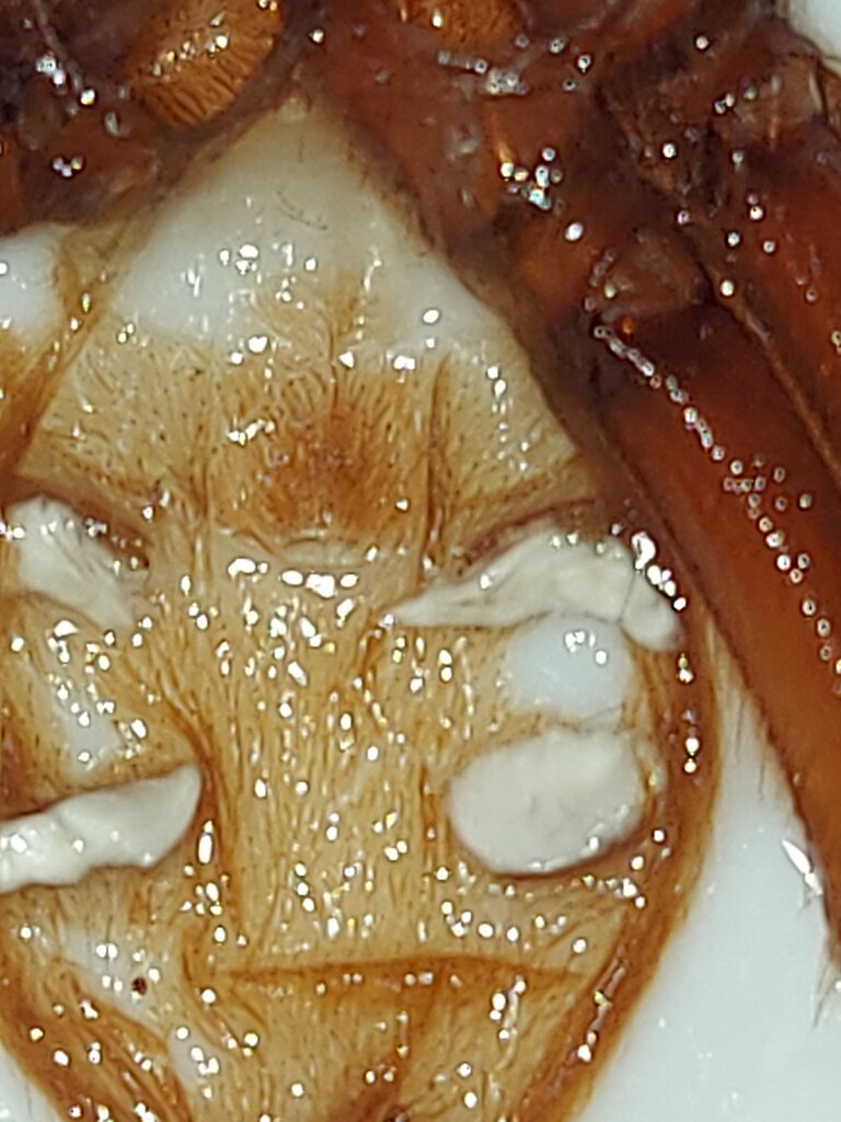 O. Philippinus: m or f?