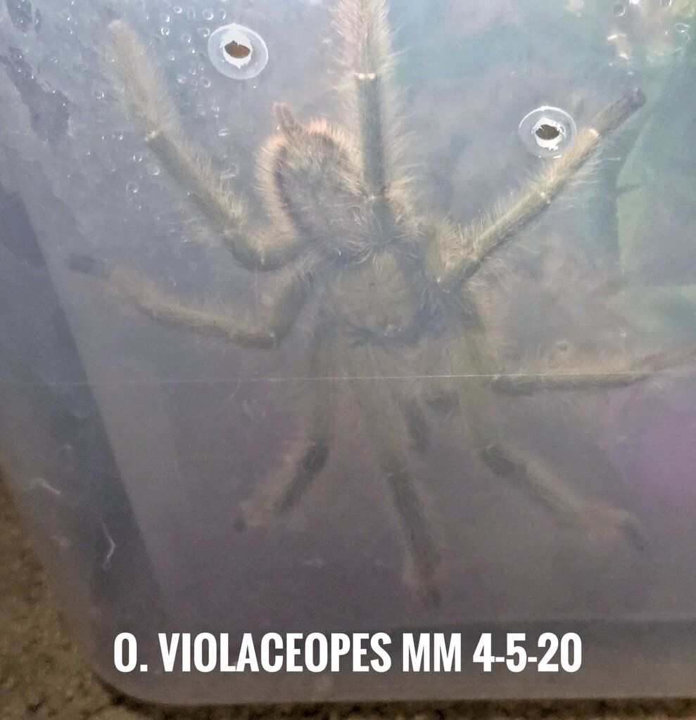 O. violaceopes