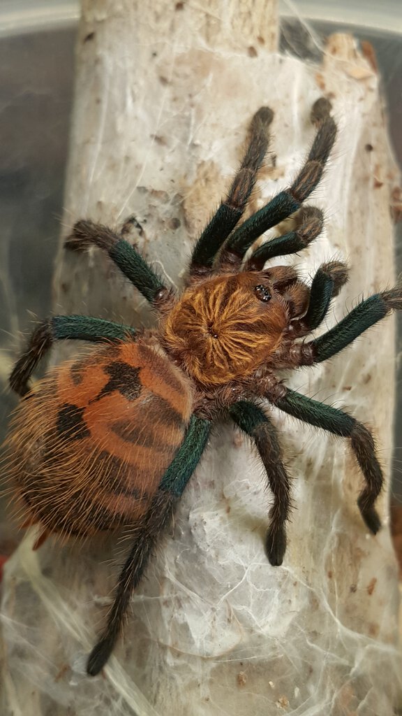 Obese GBB