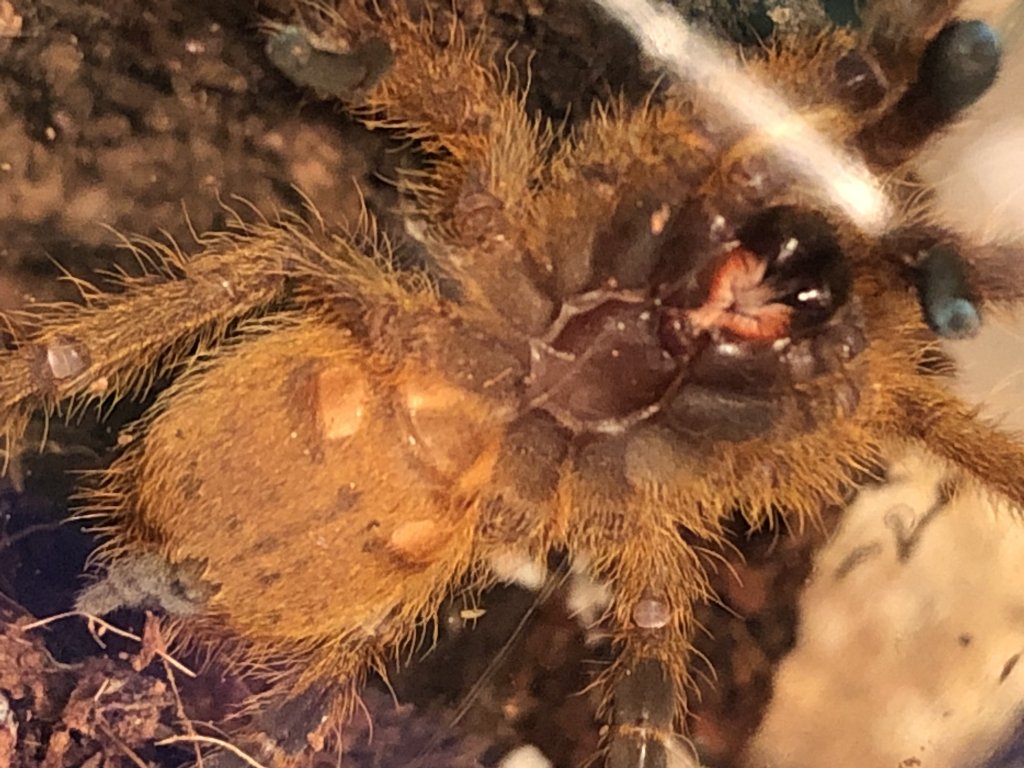 OBT 2” sling