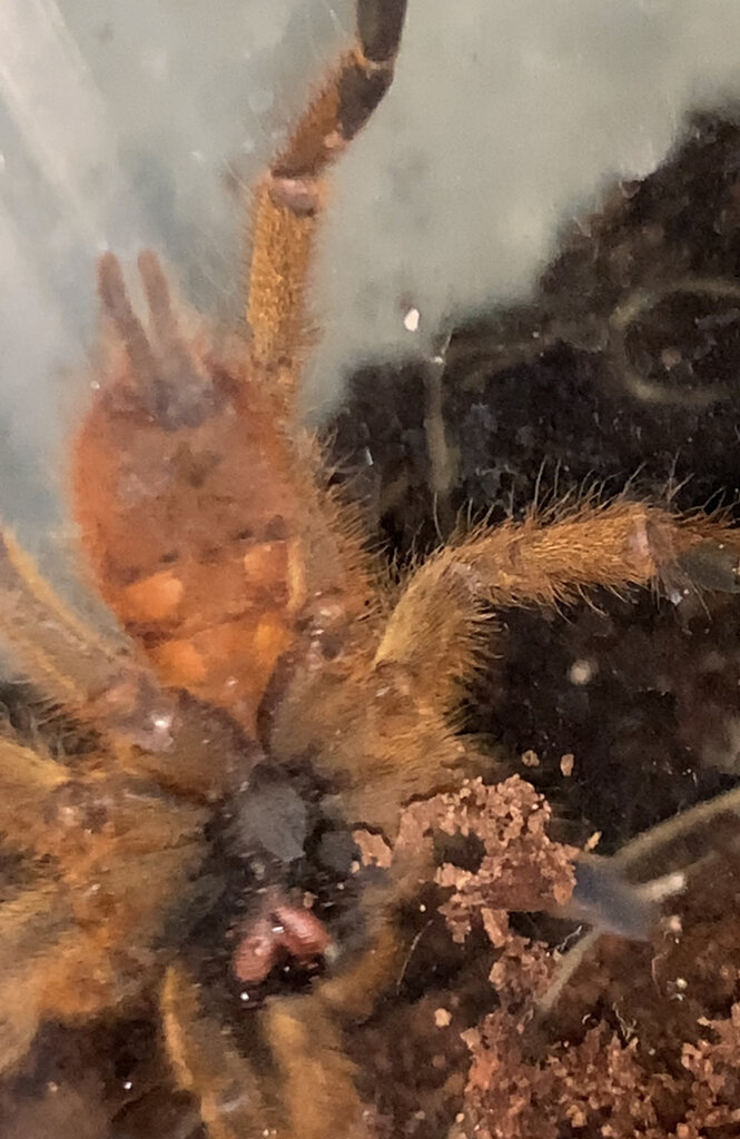 OBT 3"