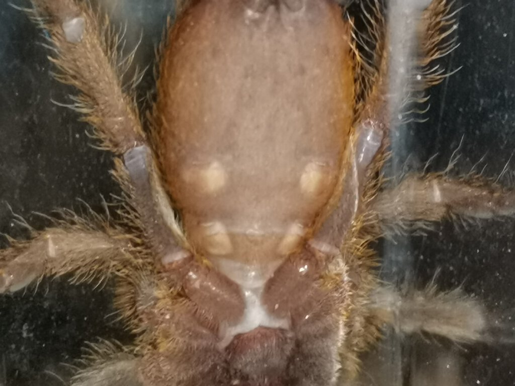 OBT almost 2 inch