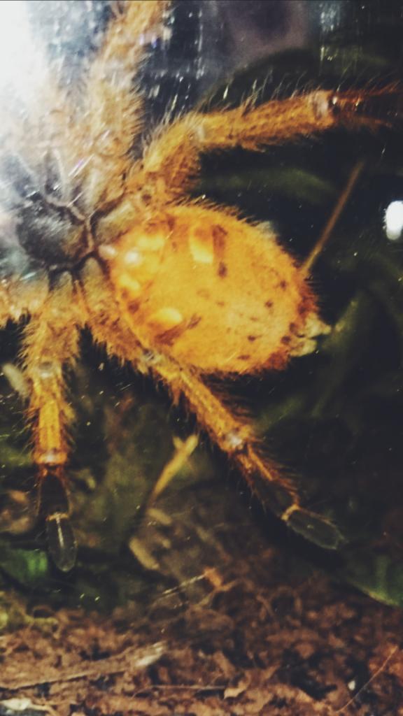 obt gender please?