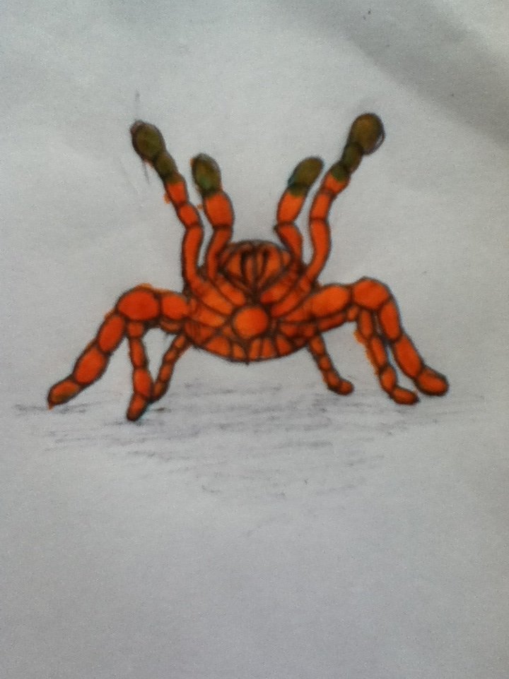 OBT I Drew