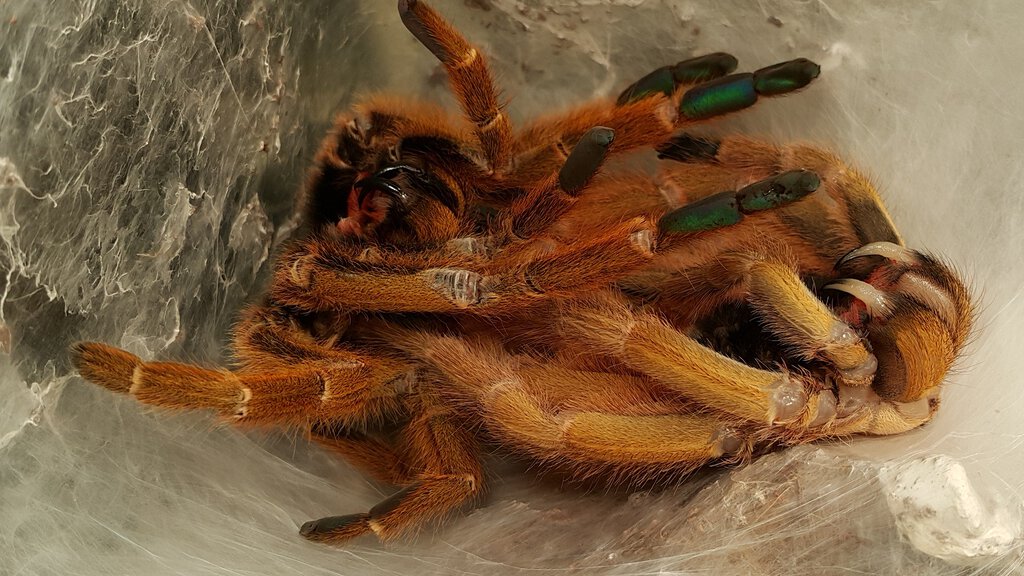 OBT in molting