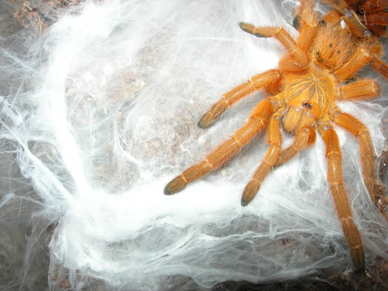 OBT Just Molted