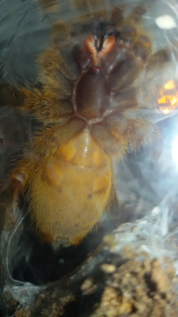 OBT - M or F?