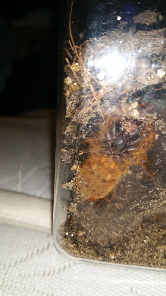 Obt m or f?