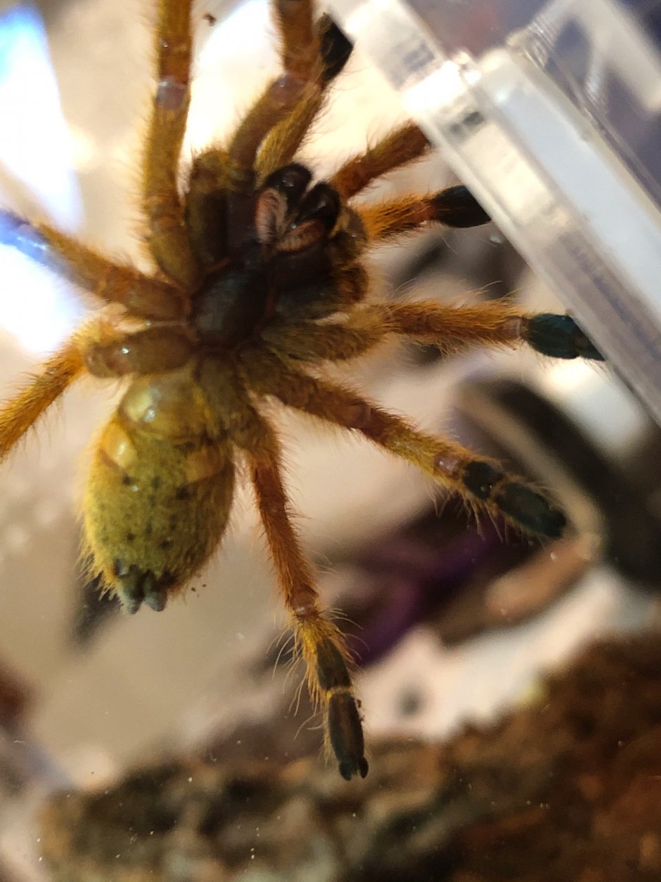 OBT M or F?