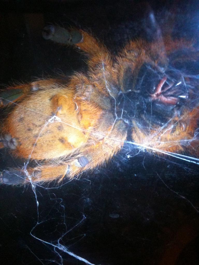 Obt Male Or Female?